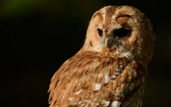 owl, сова, неясыть, обои, птица, серая, tawny, bar